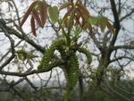 Ořešák královský (Juglans regia)