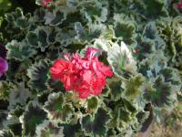Pelargónie páskatá (Pelargonium zonale)