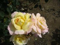 Růže 'Gloria Dei' - Velkokvěté růže (Rosa)
