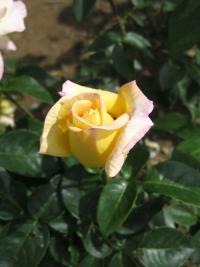 Růže 'Gloria Dei' - Velkokvěté růže (Rosa)