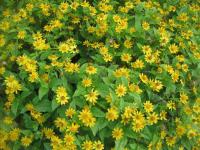 Černonoh bahenní (Melampodium paludosum)