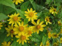 Černonoh bahenní (Melampodium paludosum)