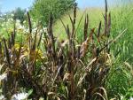 Dochan klasnatý (Pennisetum glaucum)