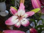 Lilie 'Levi' - Asijské hybridy vysoké (Lilium)