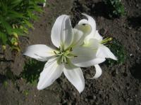 Lilie 'Navona' - Asijské hybridy vysoké (Lilium)