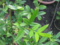 Žlutodřev klamný (Zanthoxylum simulans)