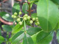 Žlutodřev klamný (Zanthoxylum simulans)