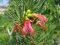 Krasavec skalní (Calothamnus rupestris)