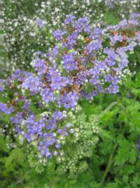 Svazenka shloučená (Phacelia congesta)