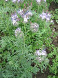 Svazenka vratičolistá (Phacelia tanacetifolia)