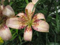 Lilie 'Tropical Breeze' - Asijské hybridy vysoké