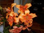 Lilie 'Evina' - AT hybridy (Lilium)