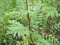 Kozlík lékařský (Valeriana officinalis)