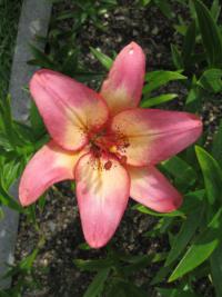 Lilium x hybridum 'Royal Present' lilie květy, květenství Lilium x hybridum 'Royal Present' lilie květy, květenství