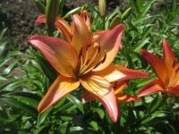 Lilie 'Royal Sunset' - LA hybridy (Lilium)