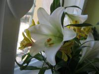 Lilie 'White Heaven' - LO hybridy