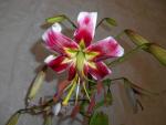 Lilie 'Leslie Woodriff' - OT hybridy (Lilium)