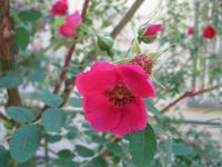 Růže Moyesova (Rosa moyesii)