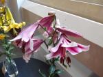Lilie 'Silk Road' - OT hybridy (Lilium) Lilie 'Silk Road' - OT hybridy (Lilium)