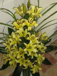 Lilie 'Yelloween' - OT hybridy