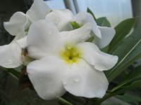 Pachypodium (Pachypodium lamerei)