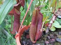 Láčkovka (Nepenthes)