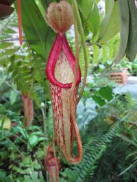 Láčkovka (Nepenthes)