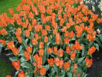 Tulipán Fosterův 'Orange Emperor' - Fosteriana tulipány (Tulipa fosteriana)