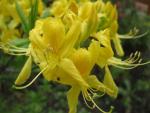 Pěnišník žlutý - azalka žlutá (Rhododendron luteum)