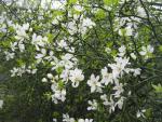 Citronečník trojlistý (Poncirus trifoliata)