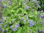 Plicník horský nejměkčí (Pulmonaria montana ssp mollissina)