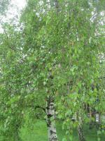 Bříza bělokorá (Betula pendula)