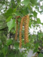 Bříza bělokorá (Betula pendula)