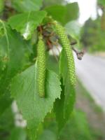 Bříza bělokorá (Betula pendula)