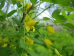 Čimišník zahlbrucknerův (Caragana zahlbruckneri)