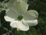 Dřínovec květnatý (Cornus florida)