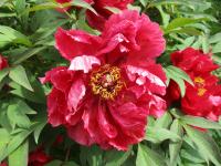 Pivoňka keřovitá (Paeonia suffruticosa)