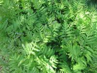 Kapradina japonská (Polystichum polyblepharum)