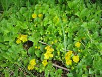 Vrbina penízková (Lysimachia nummularia)