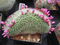Mamilárie (Mammillaria zeilmanniana)