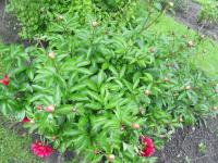 Pivoňka lékařská (Paeonia officinalis)