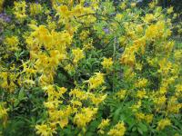 Pěnišník žlutý - azalka žlutá (Rhododendron luteum)