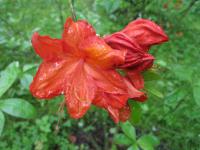 Pěnišník, azalka (Rhododendron)