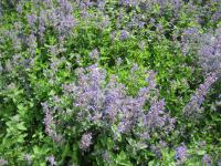 Šanta hroznovitá 'Walkers Low' (Nepeta racemosa)