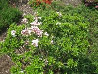 Mamota širokolistá 'Elf' (Kalmia latifolia)