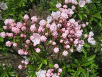 Mamota širokolistá 'Elf' (Kalmia latifolia)