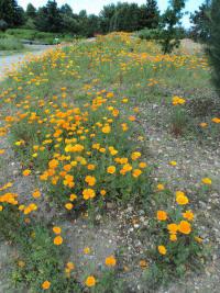 Eschscholtzia californica   sluncovka rostlina