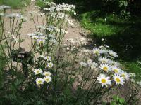 Kopretina starčkolistá (Chrysanthemum cinerariifolium)