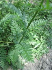 Kopretina starčkolistá (Chrysanthemum cinerariifolium)