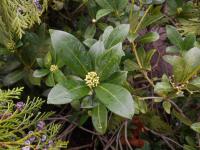 Skimie japonská 'Kew White' (Skimmia japonica)